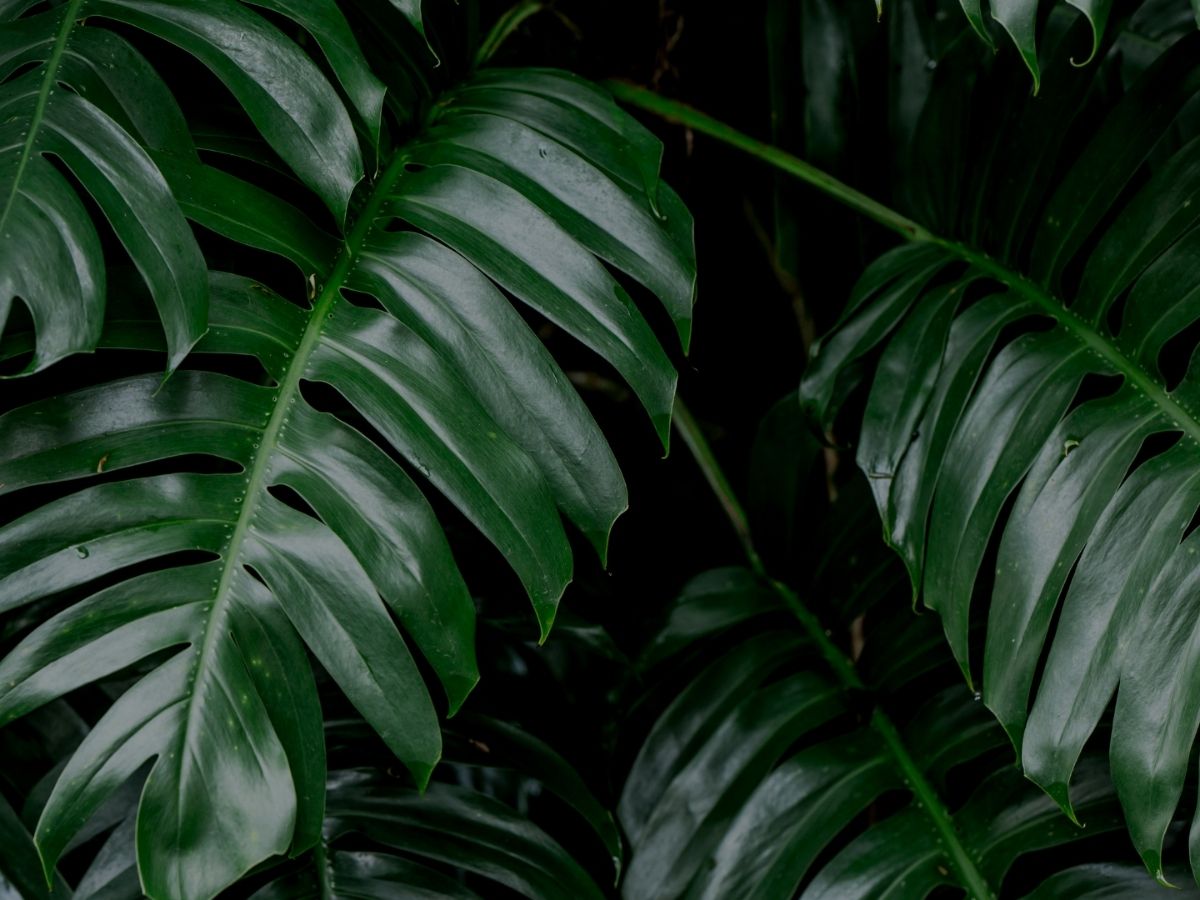 Kathryn Homepage Plants Layer